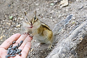 Chipmunk hand sunflower seeds feeding