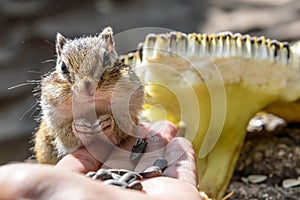 Chipmunk hand sunflower seeds feeding