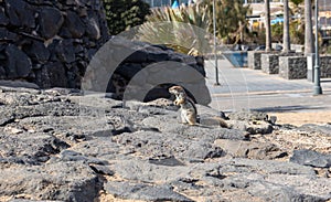 Chipmunk in a historical building, Fuerteventura