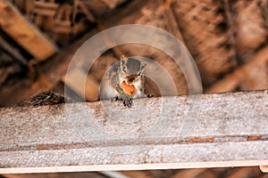Chipmunk holds a nut in his teeth