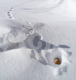 Scoiattolo a strisce il buco inverno 