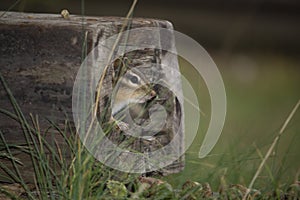 Chipmunk in hollow log