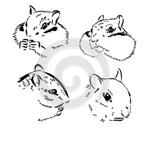 Chipmunk illustration in doodle style. Vector isolated on a white background.