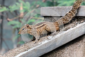 Chipmunk - Indian palm squirrel