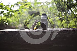 Chipmunk Inspecting a lens with a yellow waterlily nearby