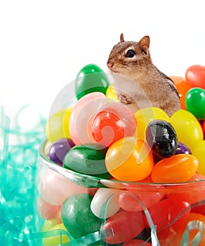 Chipmunk in the jellybeans