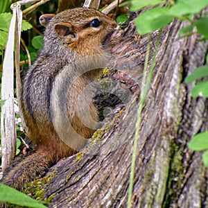 Chipmunk In The Kettle Moraine State Forest