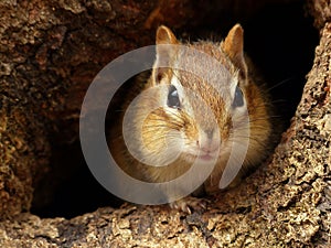 Chipmunk in a Knothole