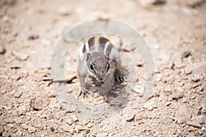 Chipmunk on La Pared beach