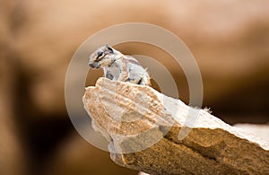 Chipmunk on La Pared beach