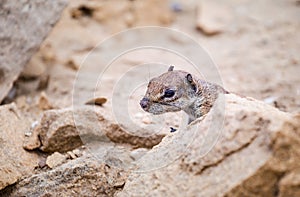 Chipmunk on La Pared beach