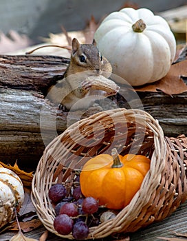 Chipmunk with a large peanut