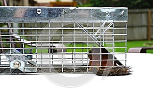 Chipmunk in live trap is frequent detainee