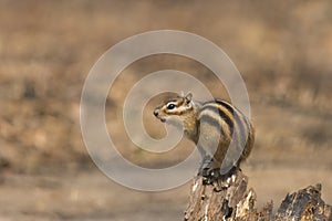 Chipmunk