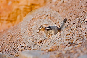 Chipmunk living in Bryce Canyon National Park in Utah, USA