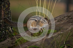 Chipmunk on a log