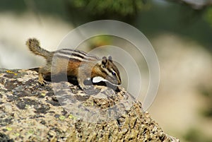 Chipmunk looking for scraps