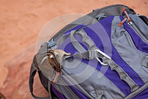 Chipmunk Looking for Snacks in a Backpack at Zion National Park