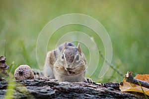 Chipmunk looks straight ahead in a woodland autumn scene