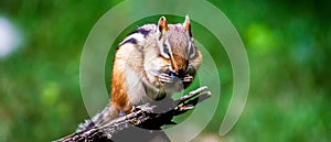 Chipmunk at lunchtime