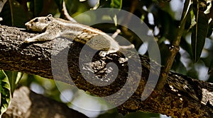 A chipmunk lying lazily on a tree branch