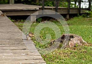 Chipmunk Munches on Peanut in Shell