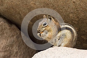 Chipmunk Nibbles on a Snack