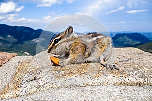 Chipmunk and nuts