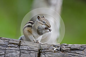 Chipmunk on an old forest log eats sunflower seeds