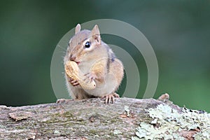 Chipmunk with Peanut