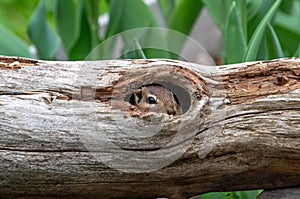 Chipmunk peeks out of a hollow log