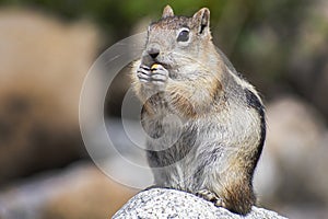 Chipmunk Perched and Eating Frontal Portrait