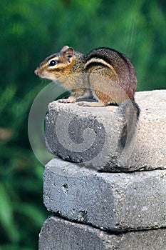 Chipmunk Perched On Stack Of Stones Vertical Sciuridae photo
