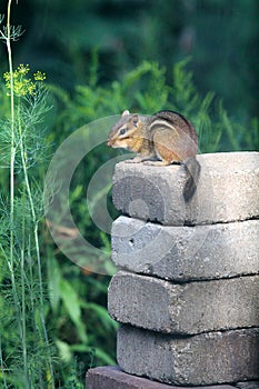 Chipmunk Perched On Tall Stack Of Stones Sciuridae