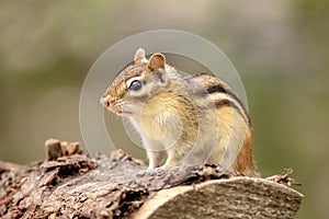 Chipmunk on a piece of firewood in the Adirondacks