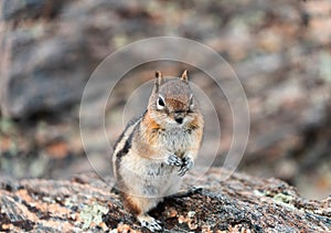 A Chipmunk plays among the rocks in the Rocky Mountains