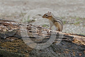 Chipmunk posing pretty photo