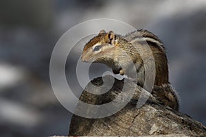 Chipmunk in a prayer state photo