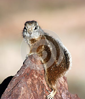 Chipmunk relaxing on a rock