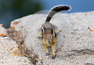 Chipmunk on a rock