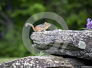 Chipmunk On Rock