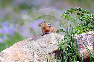 Chipmunk on rock in meadow