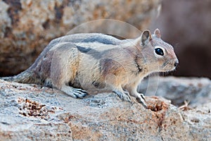 Chipmunk on rock near Gibbon Falls in Yellowstone National Park in Wyoming USA
