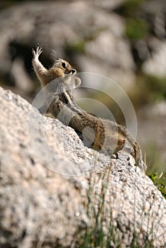 Chipmunk on rock stretching