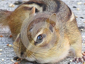 Chipmunk