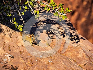 Chipmunk Scampering on Desert Rocks