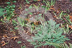 Chipmunk scurrying through the brush