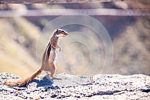 Chipmunk Silhouette