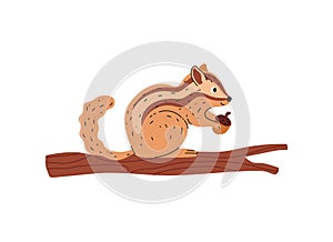 Chipmunk sit on tree branch and hold acorn in his paws vector illustration