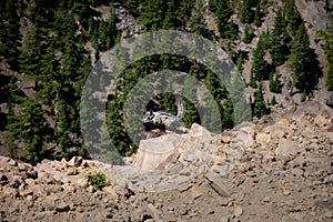 Chipmunk sits on a cliffside backed by trees photo